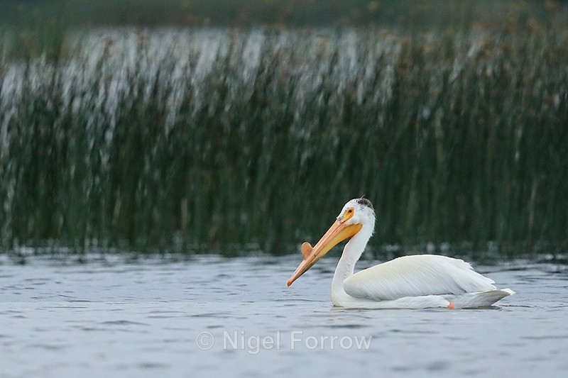American White Pelican (adult breeding plumage), Minnesota - American White Pelican