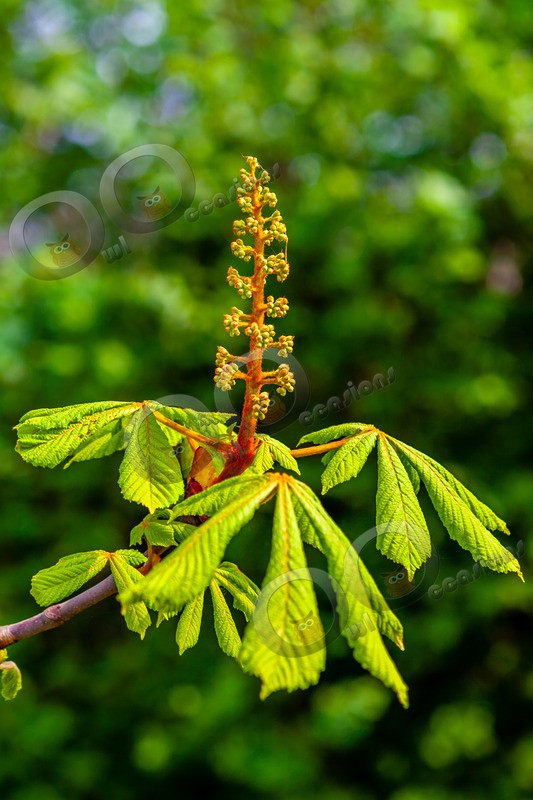 horse chestnut Aesculus hippocastanum-033 - Plants and trees