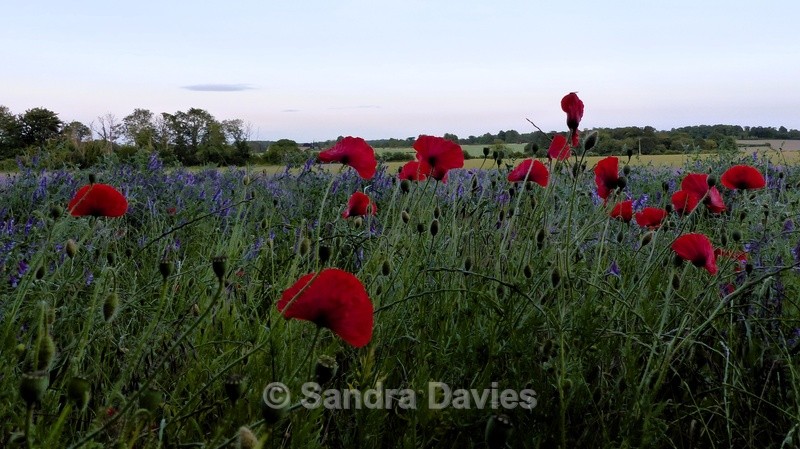 Wildflowers - Landscapes
