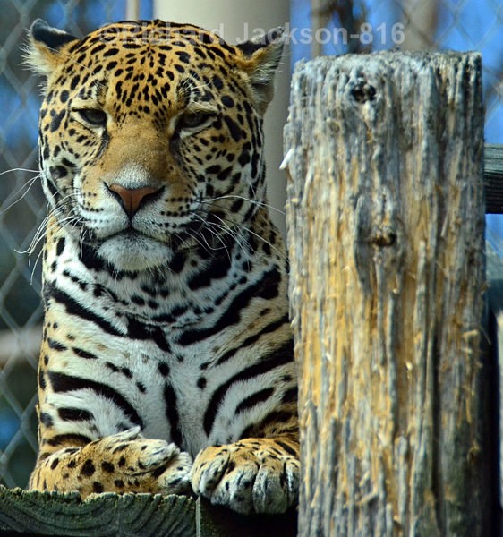 Hiding Jaguar - Animals