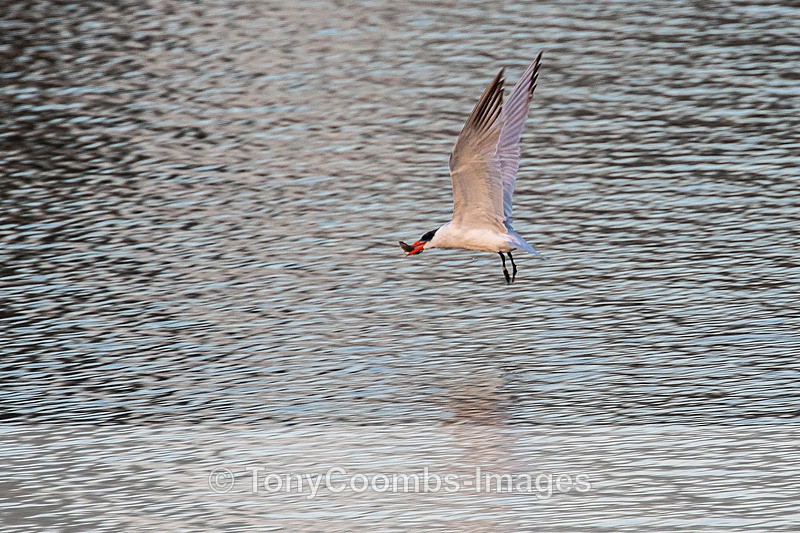 Caspian Tern - Morocco