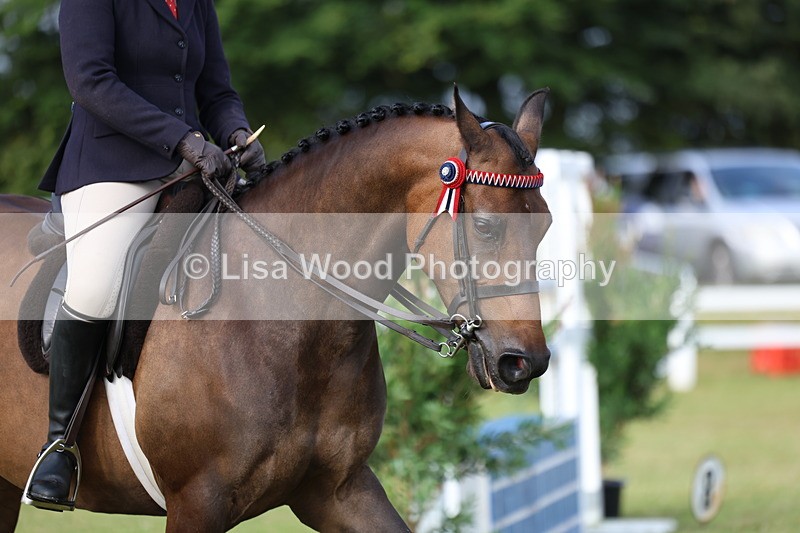 3E7A7808 - Class 1: Rising Star Small Hack/Riding Horses