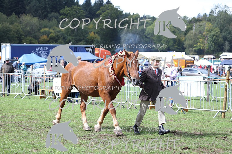 APP_3387 - Class 5 In Hand Championship