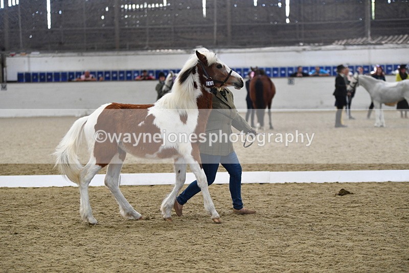 WJ5_4964 - Class 7 In hand coloured / odd coloured