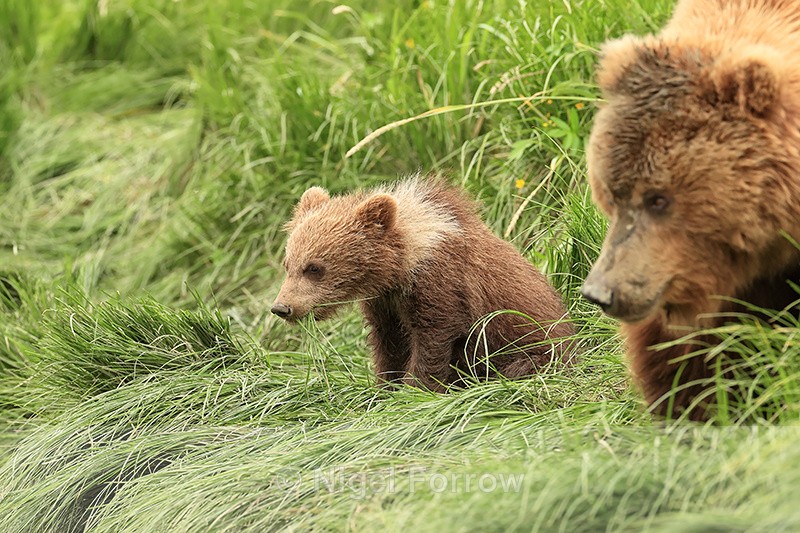 Brown Bear cub feeding with mother, Silver Salmon Creek, Alaska - Brown Bear