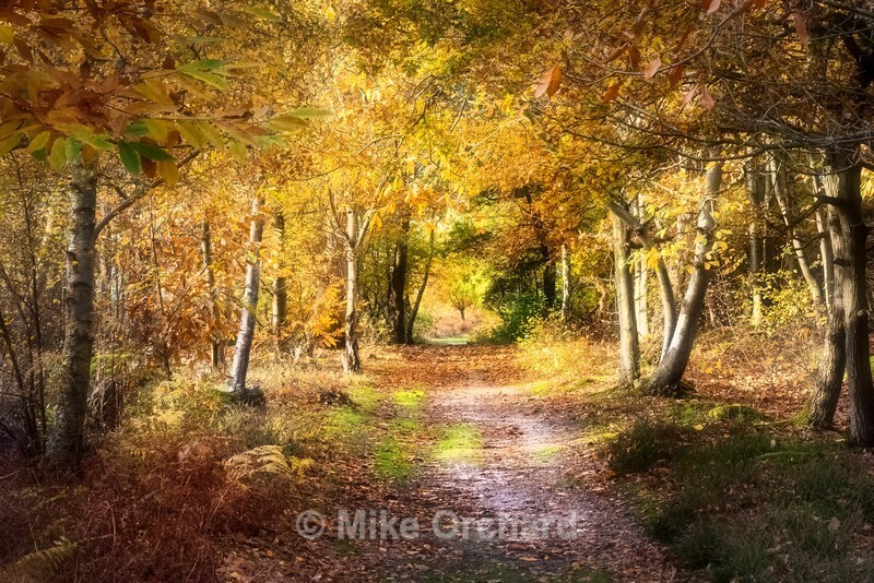 Golden Avenue - Sutton Woods - Suffolk - Landscapes