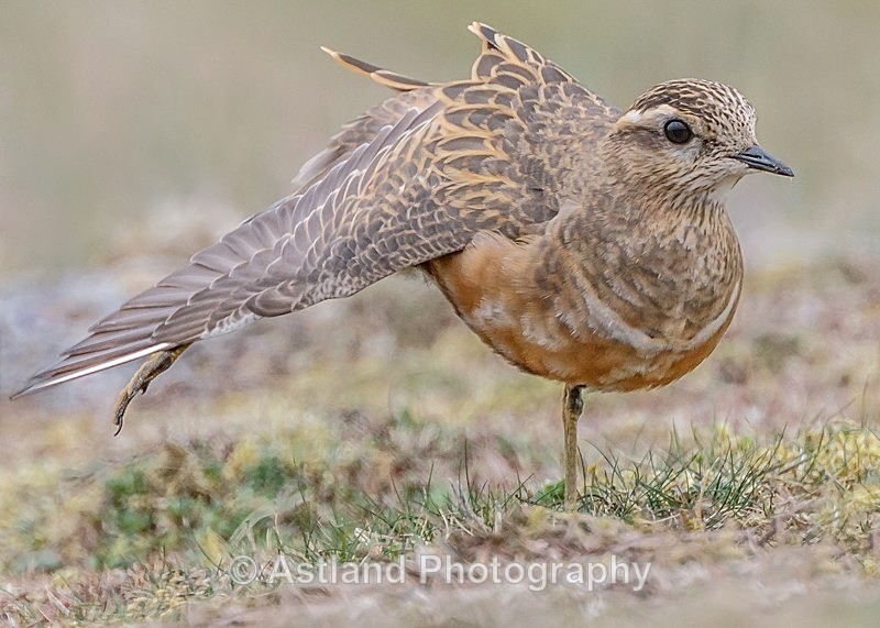 Astland Photography, Bird and Wildlife Images, Susan and Peter Wilson, U.K.