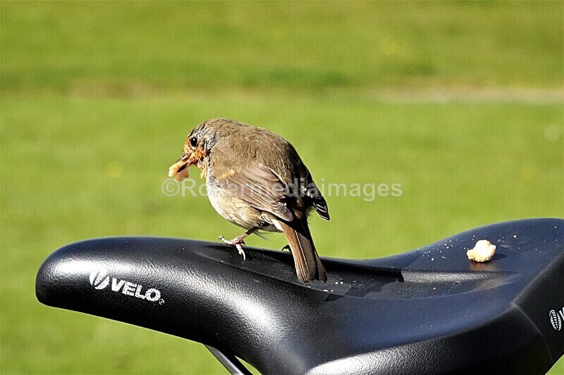 DSC07840 - SEPT 2020 STAYCATION