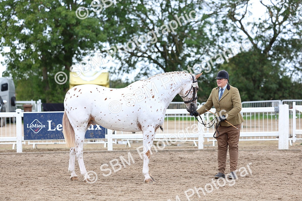 SBM_05126 - Class 27 - IH Competition Horse or Pony