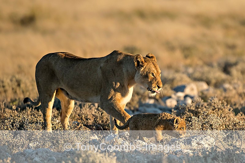 Lioness & cub - Etosha National Park ~ Mammals