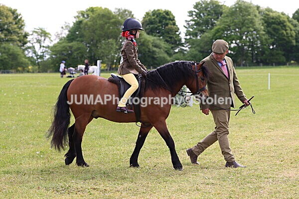 IMG_2329 - Working Hunter
