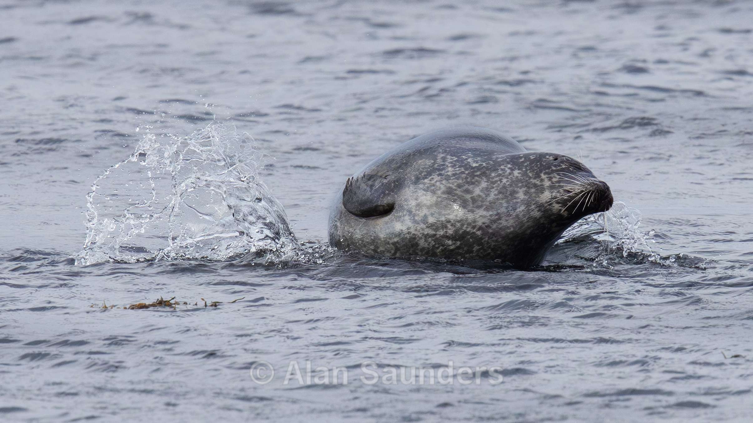 Common Seal 8