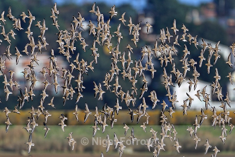 Flock of Dunlin banking over Brownsea Lagoon - Dunlin
