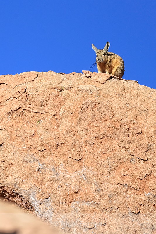 Viscacha looks down from viewpoint, Antofagasta Region, Chile - Viscacha