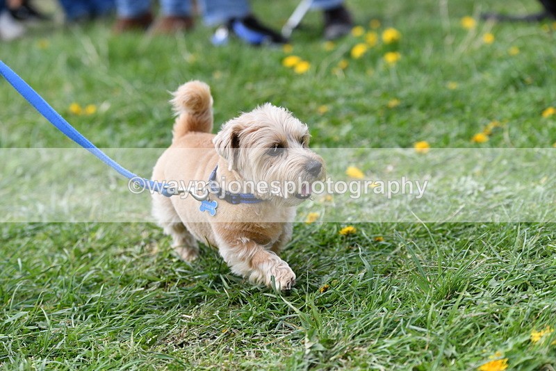 WJ5_0323 - Class 7 Best Terrier