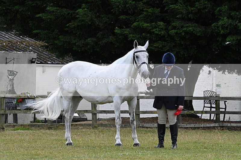 WJ7_7186 - Class 5a Most Handsome Gelding in Hand