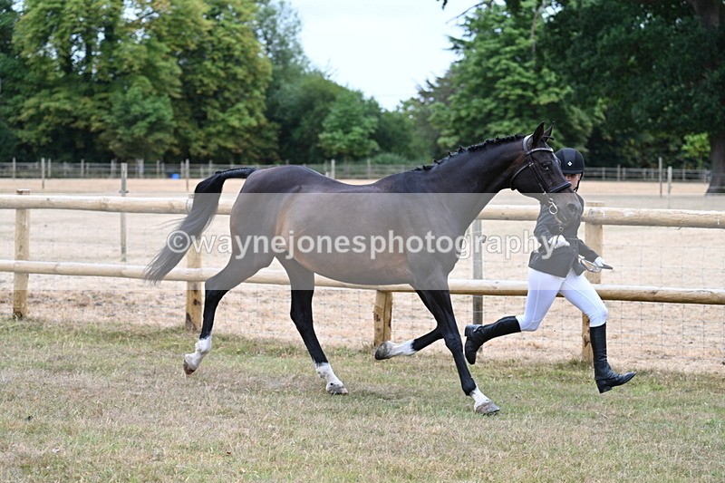 WJ7_8999 - Class 4a Prettiest Mare 14.2hh and over