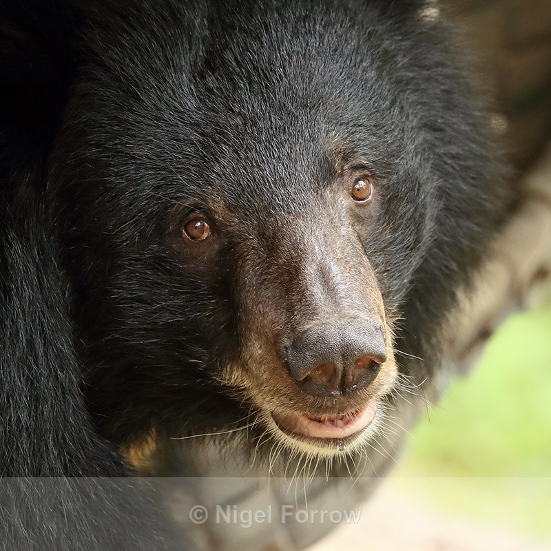 Asiatic Black Bear portrait, Cambodia - Asiatic Black Bear