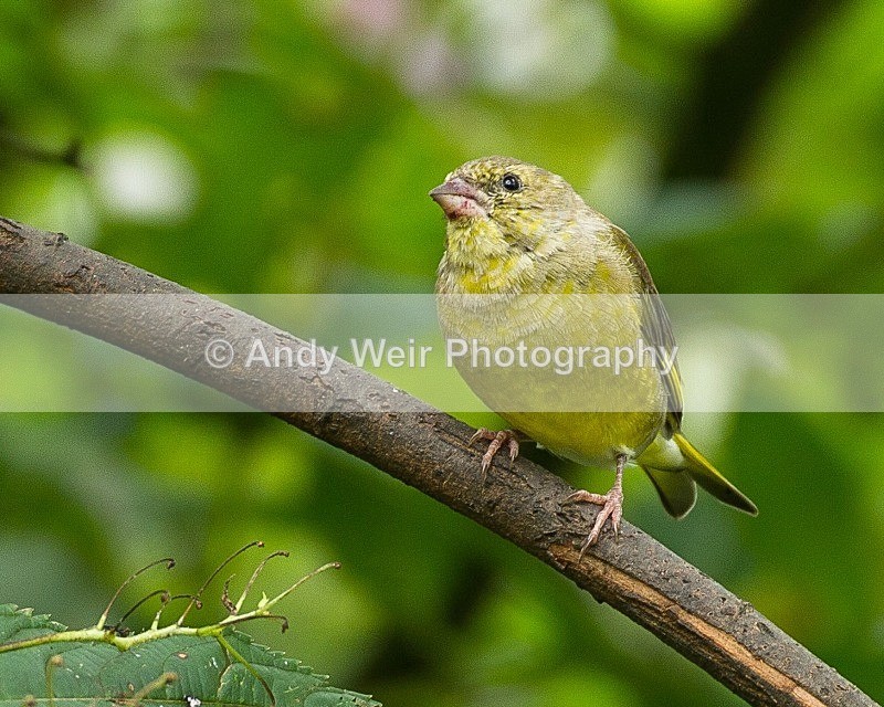 20110910-_MG_6733 - Greenfinch