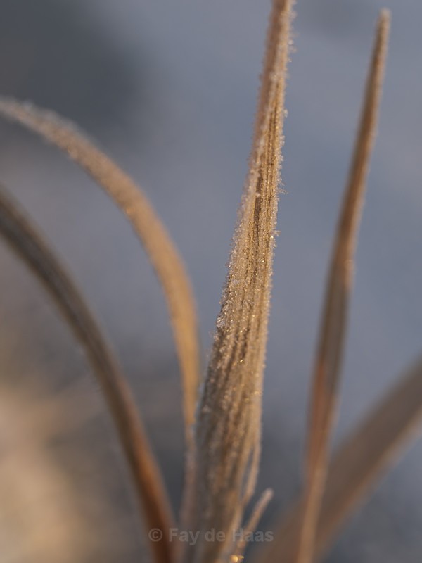  - Winter's Sparkle