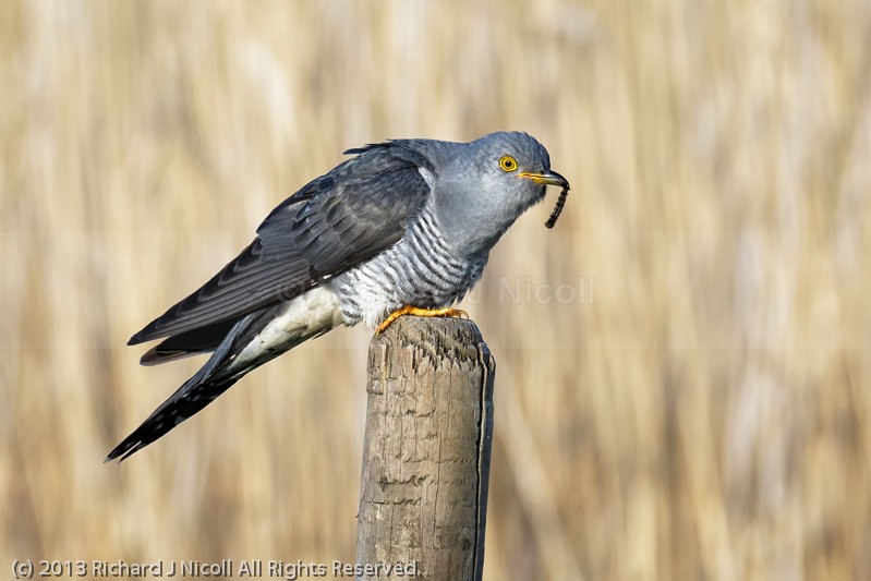 Cuckoo (Cuculus canorus) male perching with caterpillar - Cuckoo (Cuculus canorus)