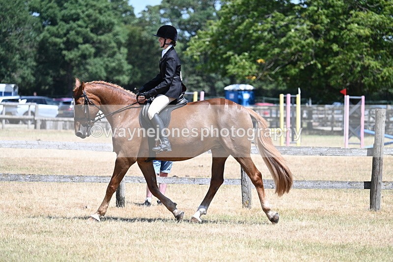 WJ7_2797 - Class 7 Riding Club Show Horse