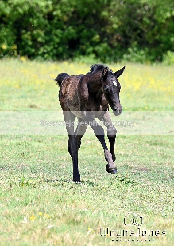 WJ6_4227 - Lyford Stud - Foals 01-06-25