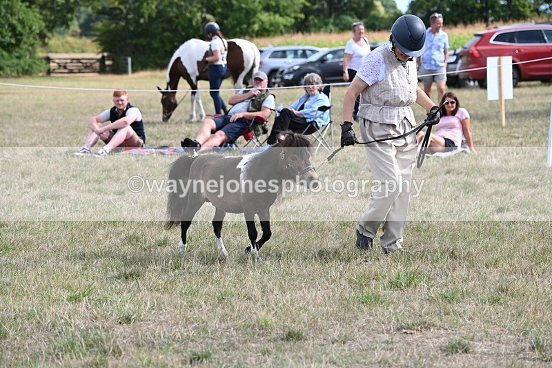 WJ6_7005 - Class 21 Shetland & Mini Horses