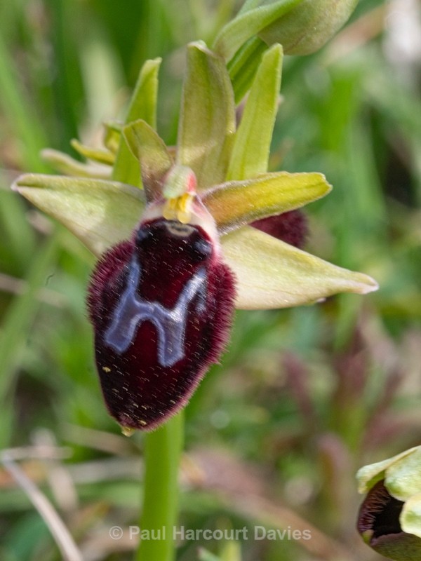 (O. x vernonensis  - Hybrid.  Ophrys biscutella x O. promontori - Gargano - Wild Orchids