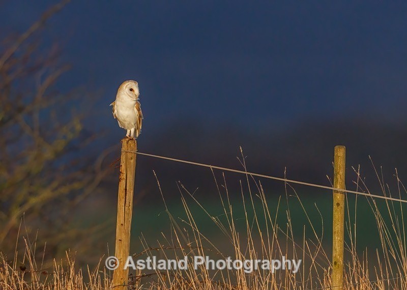Barn Owl - Latest Images