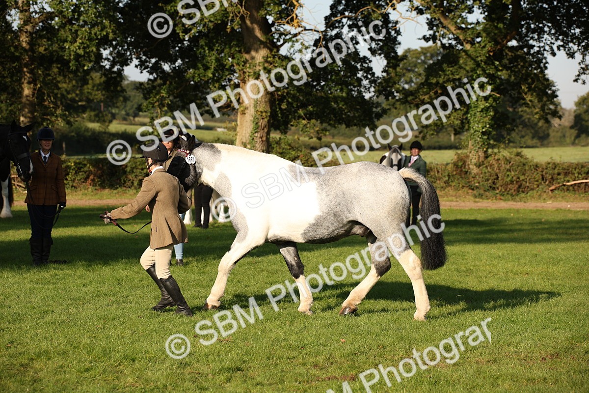 SBM_58713 - S51 - Piebald & Skewbald Horse In Hand