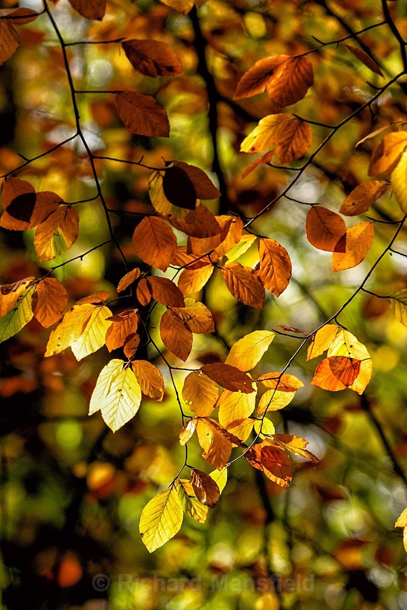  - Autumn