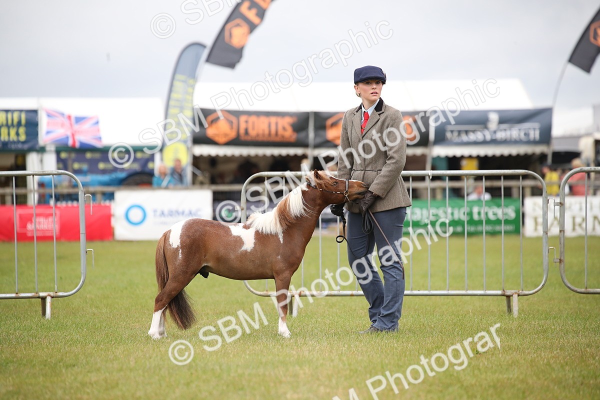 SBM_03491 - Class 23-25 - British Miniature Horse of the Year