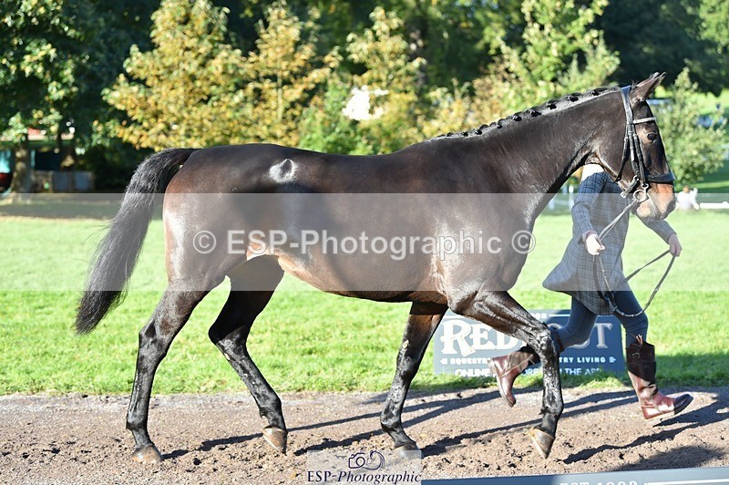 231022-101320-22313 - 468-PRIMITIVE.DAYLIGHT-Alexandra.Erskine.Scott-TrotUp+SJ