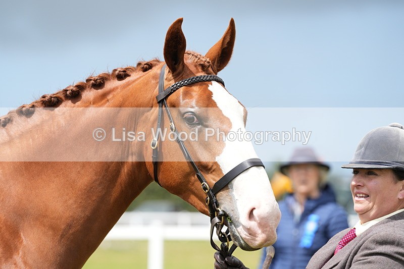 DSC06165 - Class 54: Hunter/Riding Horse/Hack 1 & 2 yr olds
