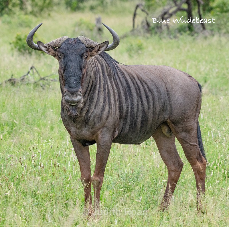  - South Africa Birds and Mammals