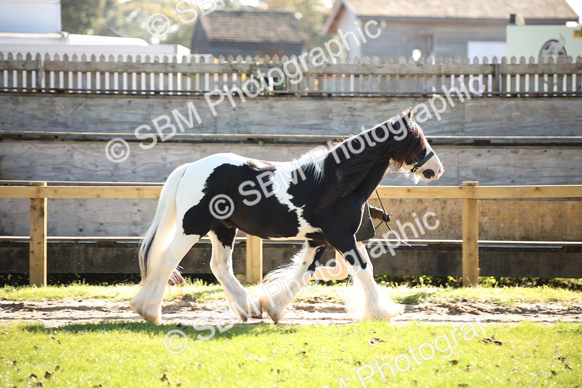 SBM_36548 - S10 - Best In Hand Horse & Pony