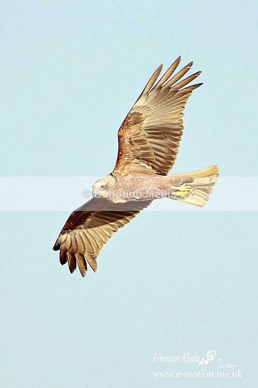 Marsh Harrier f 010412  7 - Nature