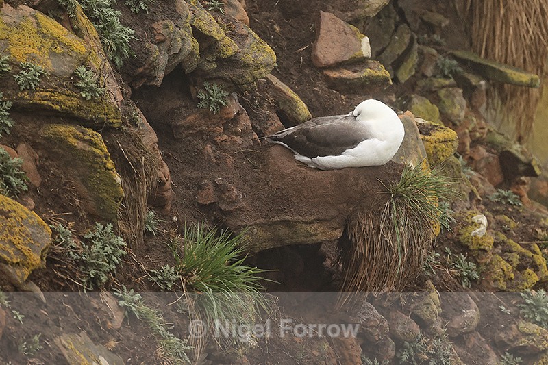 Black-Browed Albatross resting on nest, Saunders Island, Falklands - Black-browed Albatross