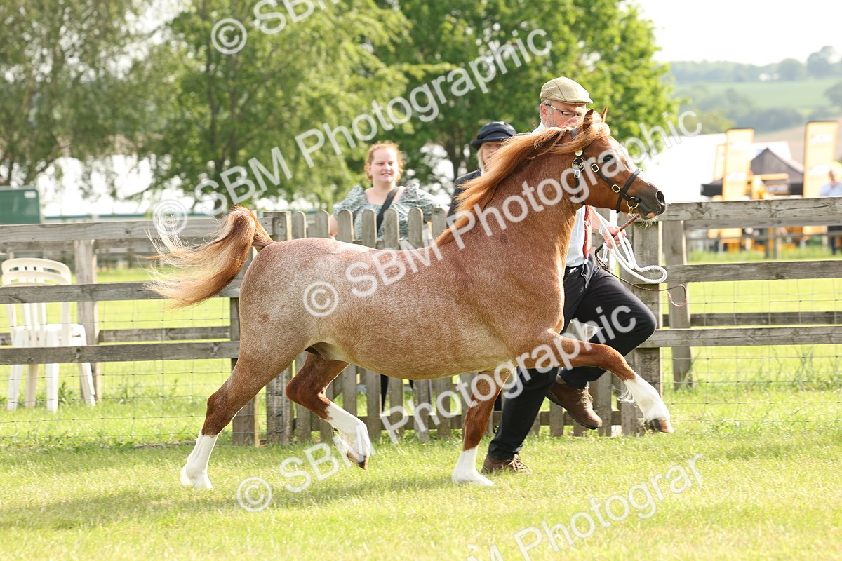 SBM_00396 - Class 6-13 - Mountatin and Moorland In Hand Welsh Breeds