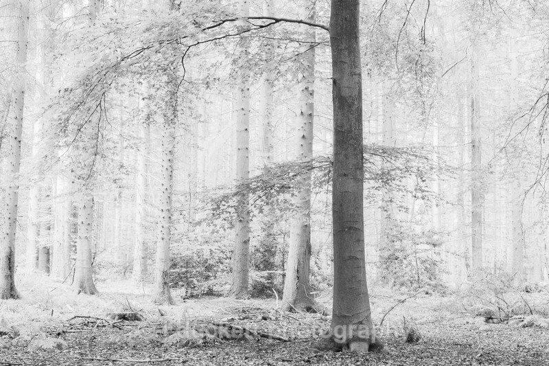  - Squint into the Light (inland)