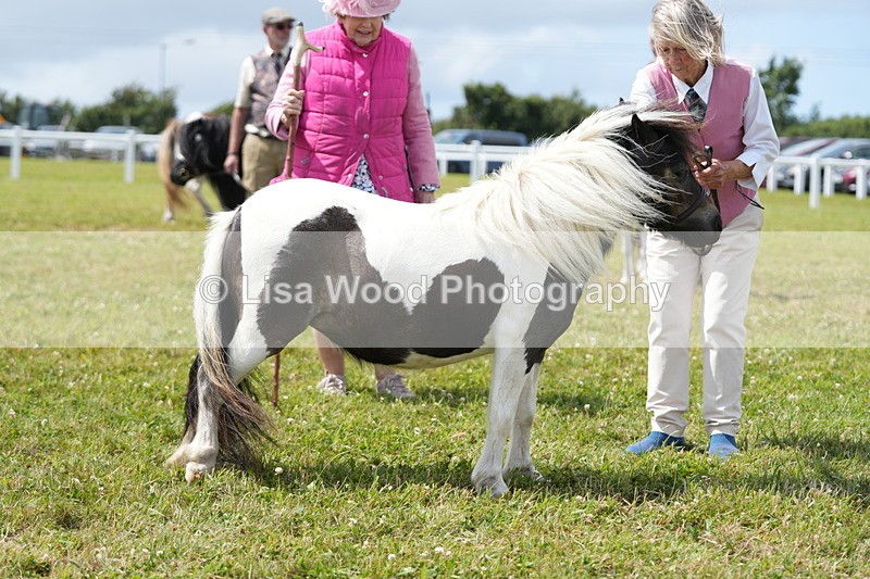 DSC06940 - Class 60: Coloured Pony 4yrs & over