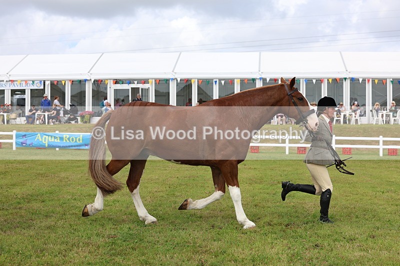 3E7A0383 - Class 6: Rising Star Maxi Cobs