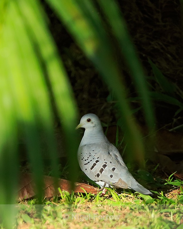 Blue Ground-Dove (male), Osa Peninsula, Costa Rica - Blue Ground-Dove