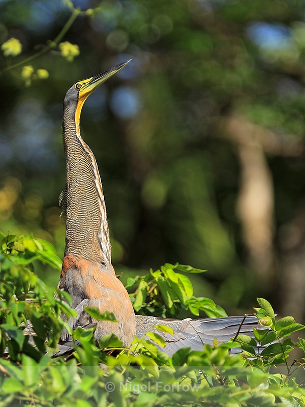 Bare-throated Tiger-Heron, Tortuguero, Costa Rica - Bare-throated Tiger-Heron