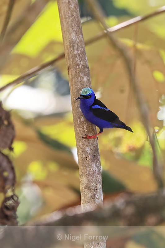 Red-legged Honeycreeper (male), Osa Peninsula, Costa Rica - Red-legged Honeycreeper