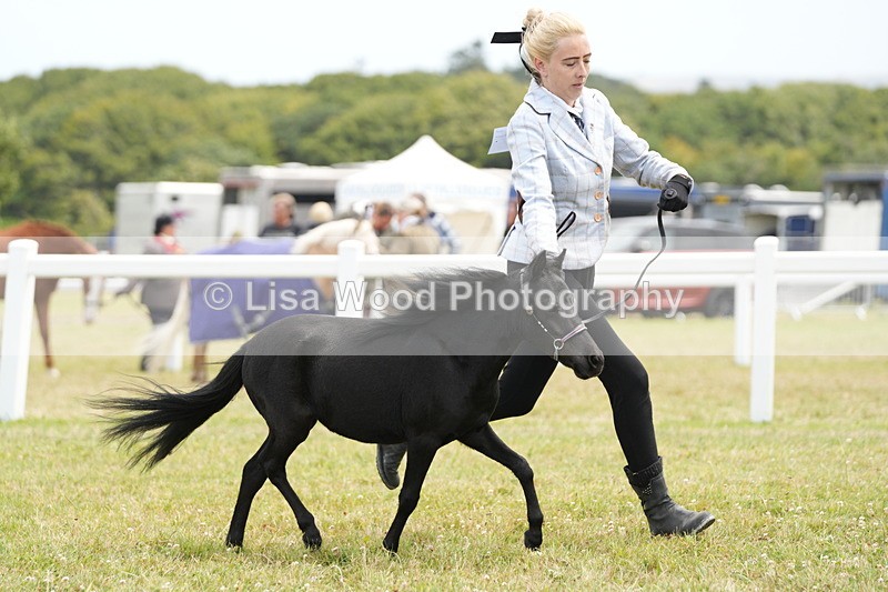 DSC06476 - Class 56: Miniature Horse 1, 2 & 3yr olds