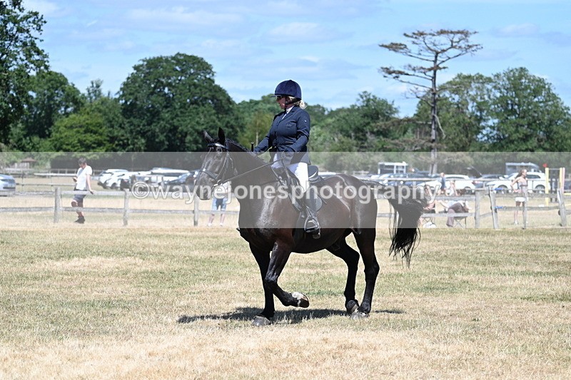 WJ7_2925 - Class 7 Riding Club Show Horse