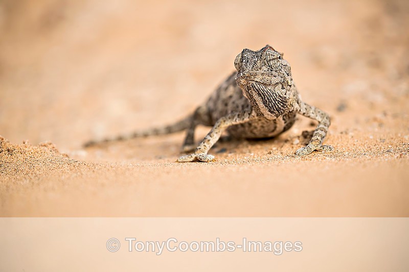 Namaqua Chameleon - The Namib Desert