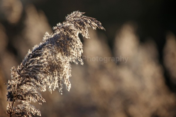  - Wild Flowers,  plants & Fungus photography, Great Britain